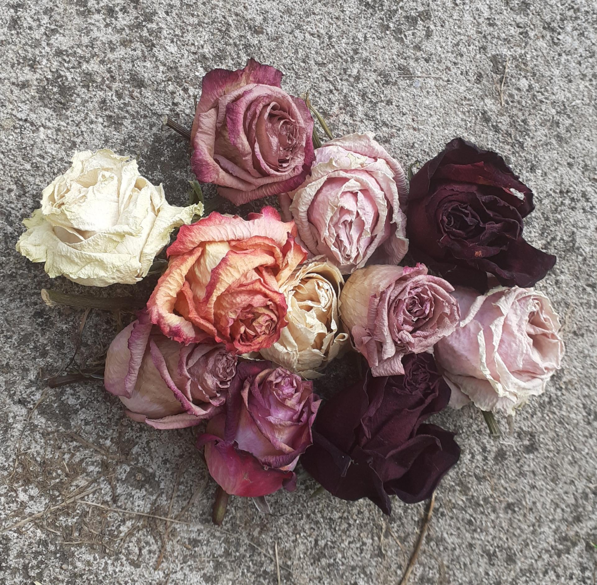Toutes les roses